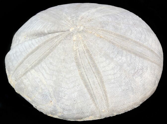 Jurassic Sea Urchin (Clypeus plotti) - England #40228